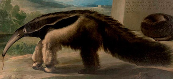 Atribuyen a Goya una pintura de un oso hormiguero conservada en el Museo Nacional de Ciencias Naturales. Heraldo de Aragón