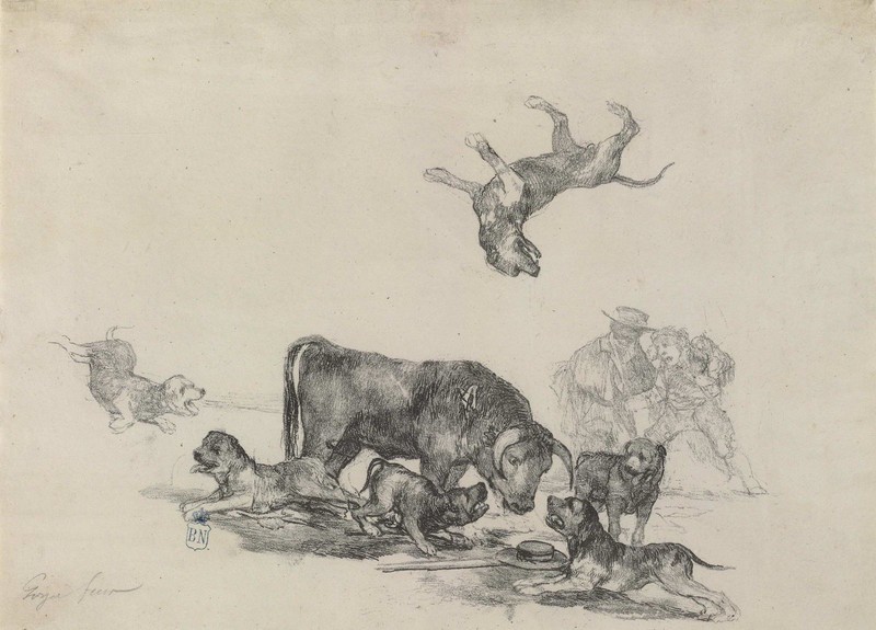 Toro acosado por perros